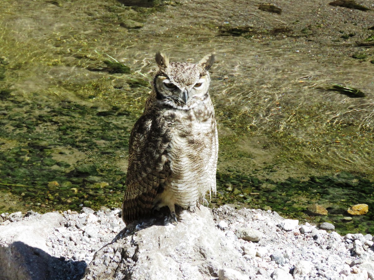 Lesser Horned Owl - ML291405871