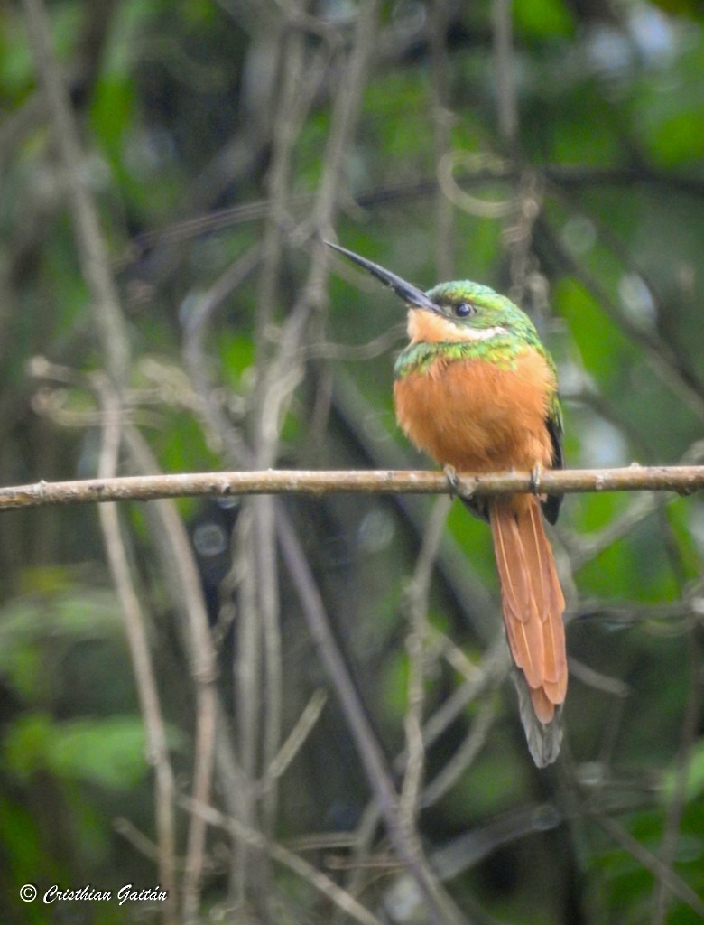 Jacamar à queue rousse - ML291406351