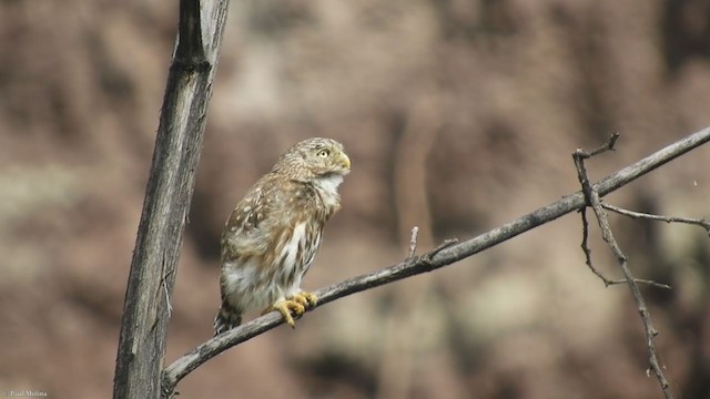 Peruvian Pygmy-Owl - ML291406501