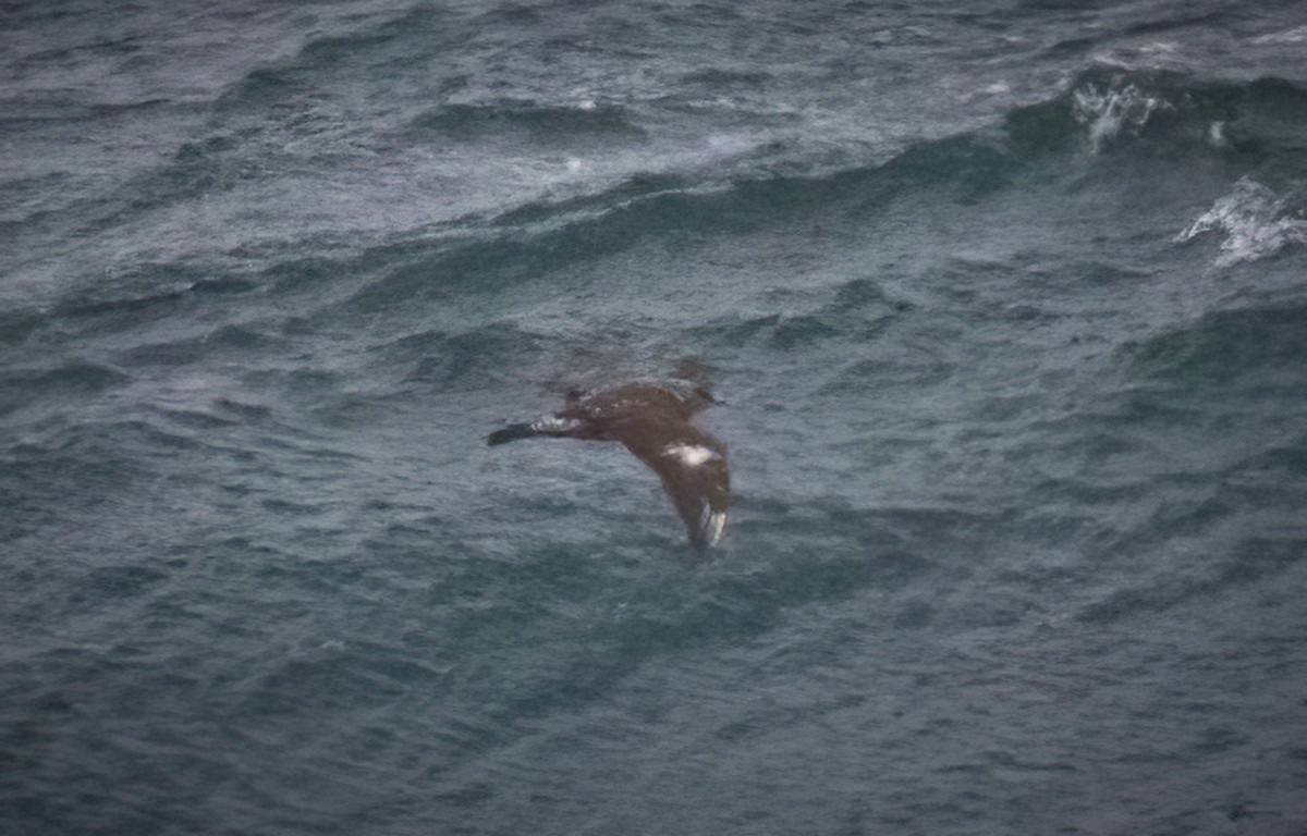 Pomarine Jaeger - ML291406691