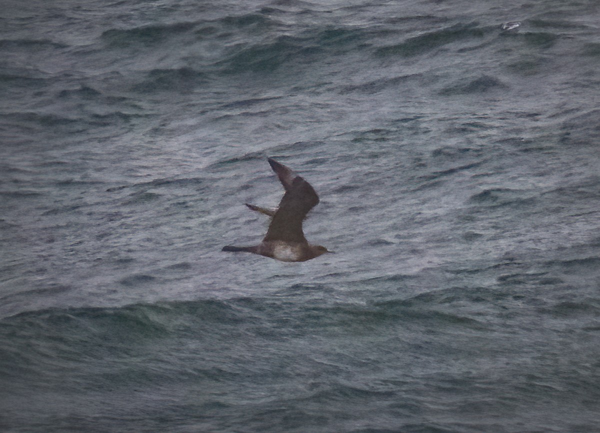 Pomarine Jaeger - ML291406701