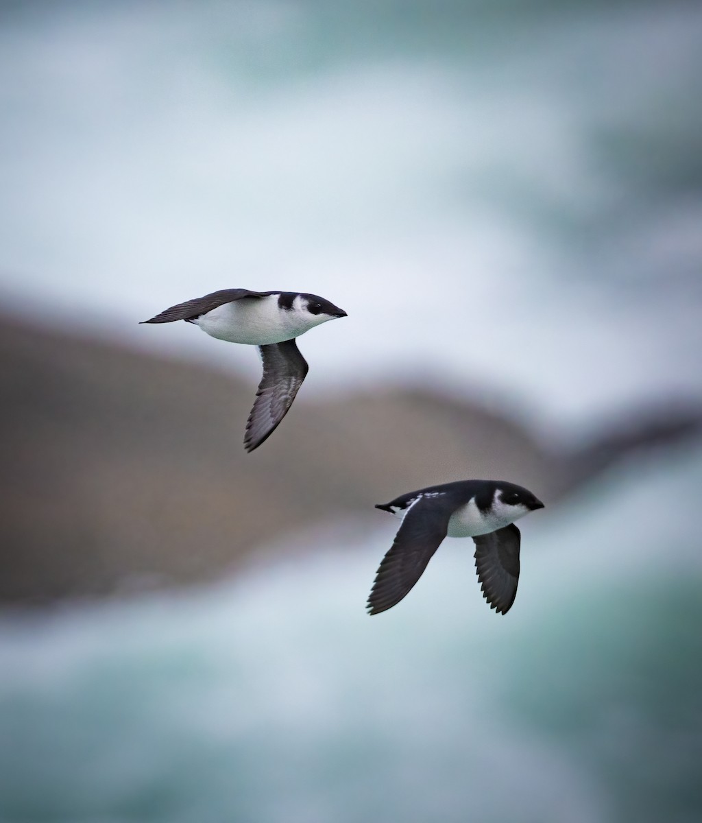 Dovekie - ML291406791