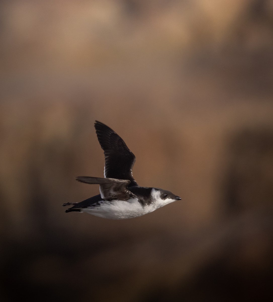 Dovekie - ML291406801