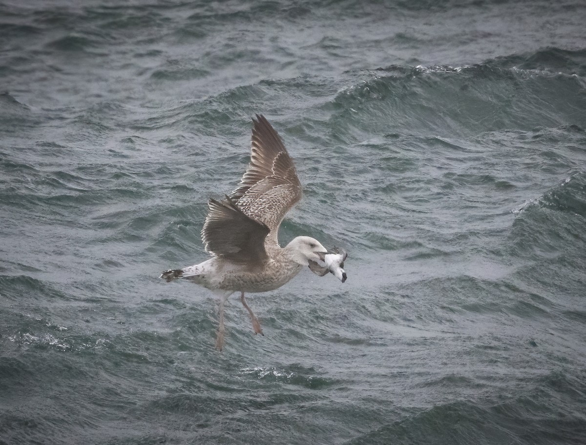 Great Black-backed Gull - ML291406921