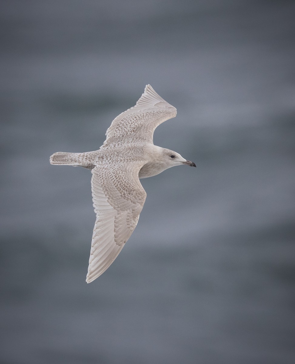 Iceland Gull - ML291407331
