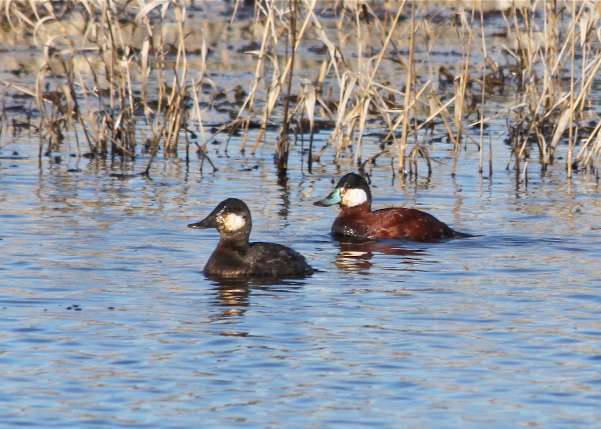 Ruddy Duck - Jen Sanford