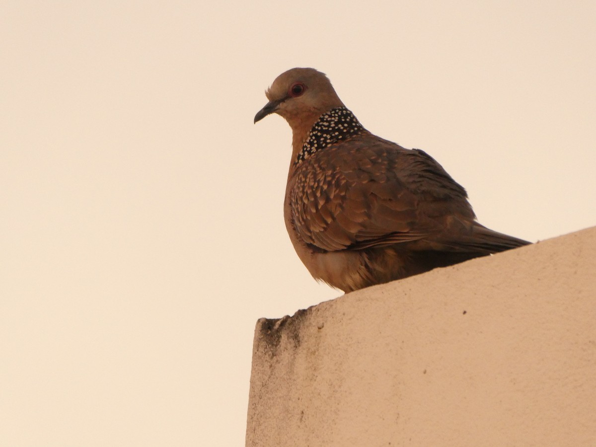Spotted Dove - ML291408351