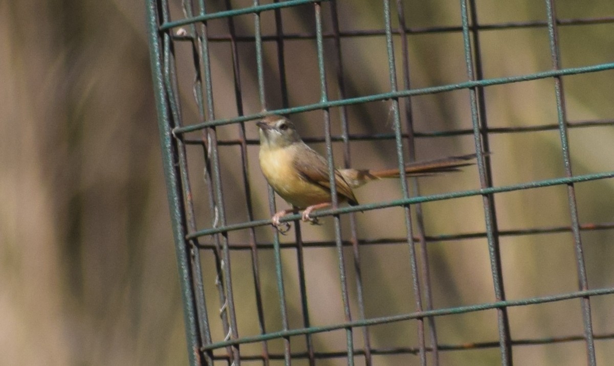 Plain Prinia - ML291408581