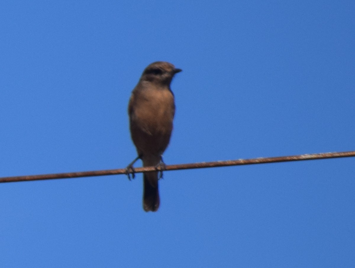 Brown Rock Chat - ML291408601