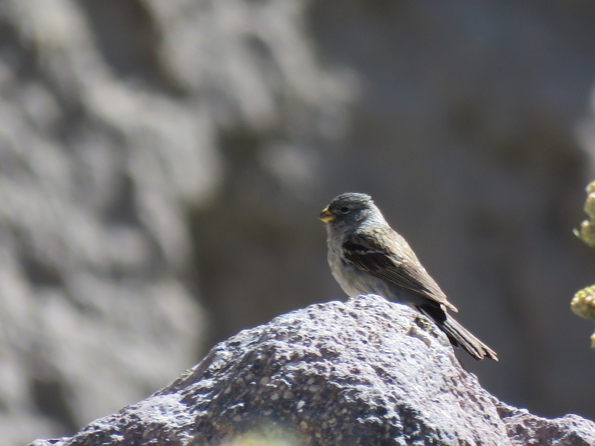 Band-tailed Seedeater - ML291408891