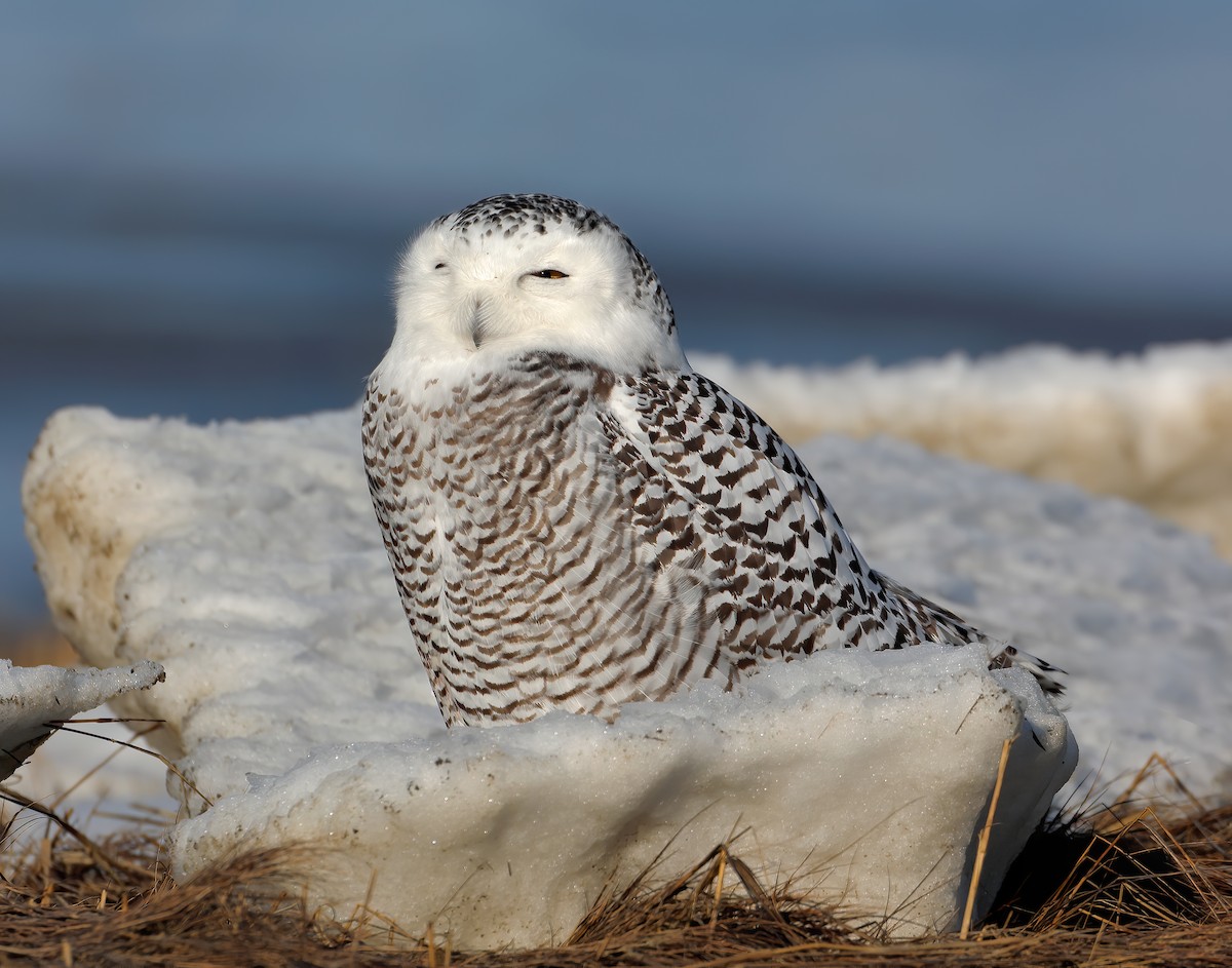 Snowy Owl - ML291408971