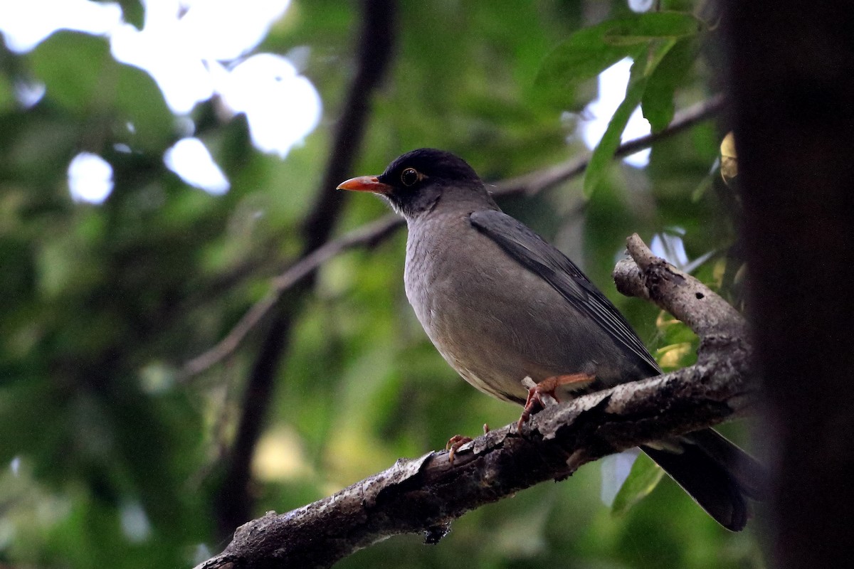 Indian Blackbird - ML291409111
