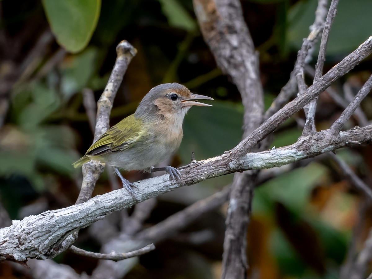 Buff-cheeked Greenlet - Héctor Bottai