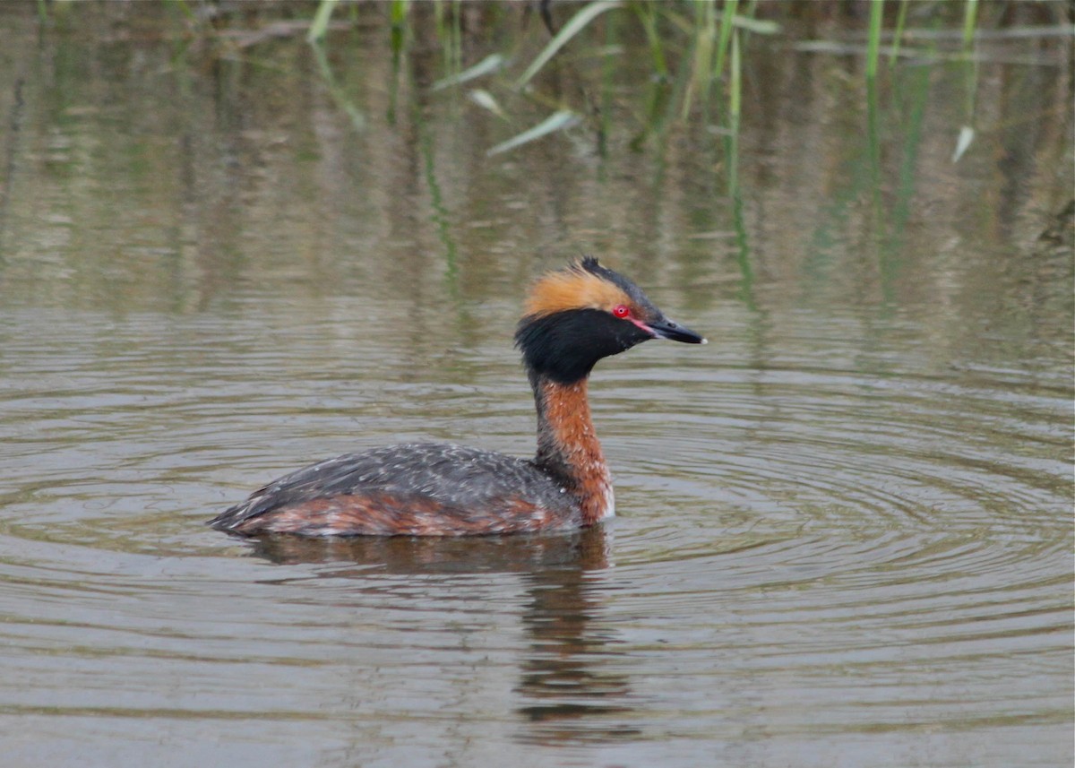 Horned Grebe - ML291410921