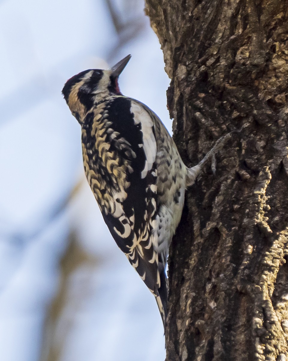 Yellow-bellied Sapsucker - ML291412871