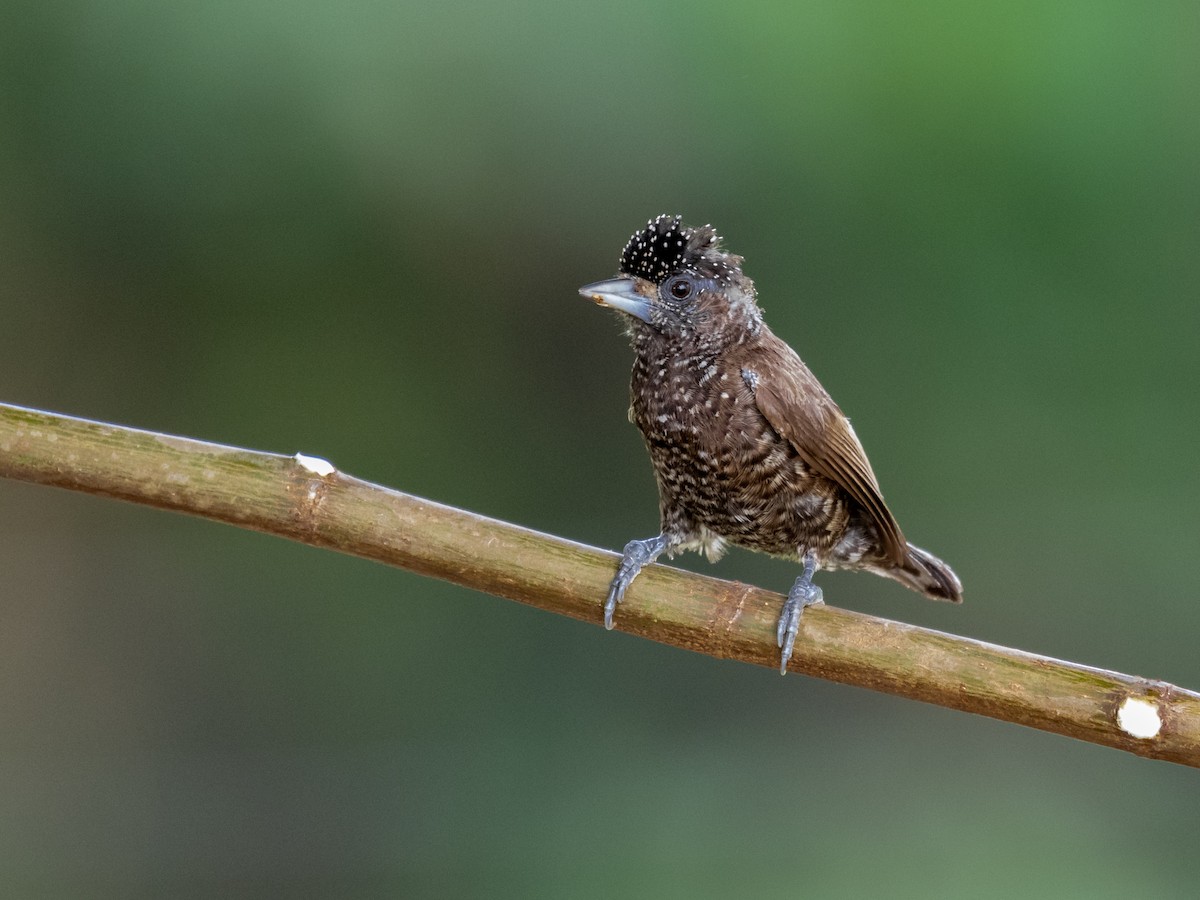 Varzea Piculet - Héctor Bottai