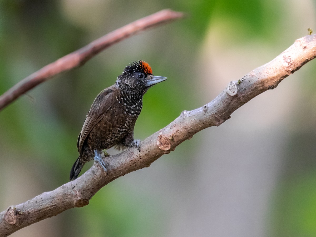 Varzea Piculet - Héctor Bottai