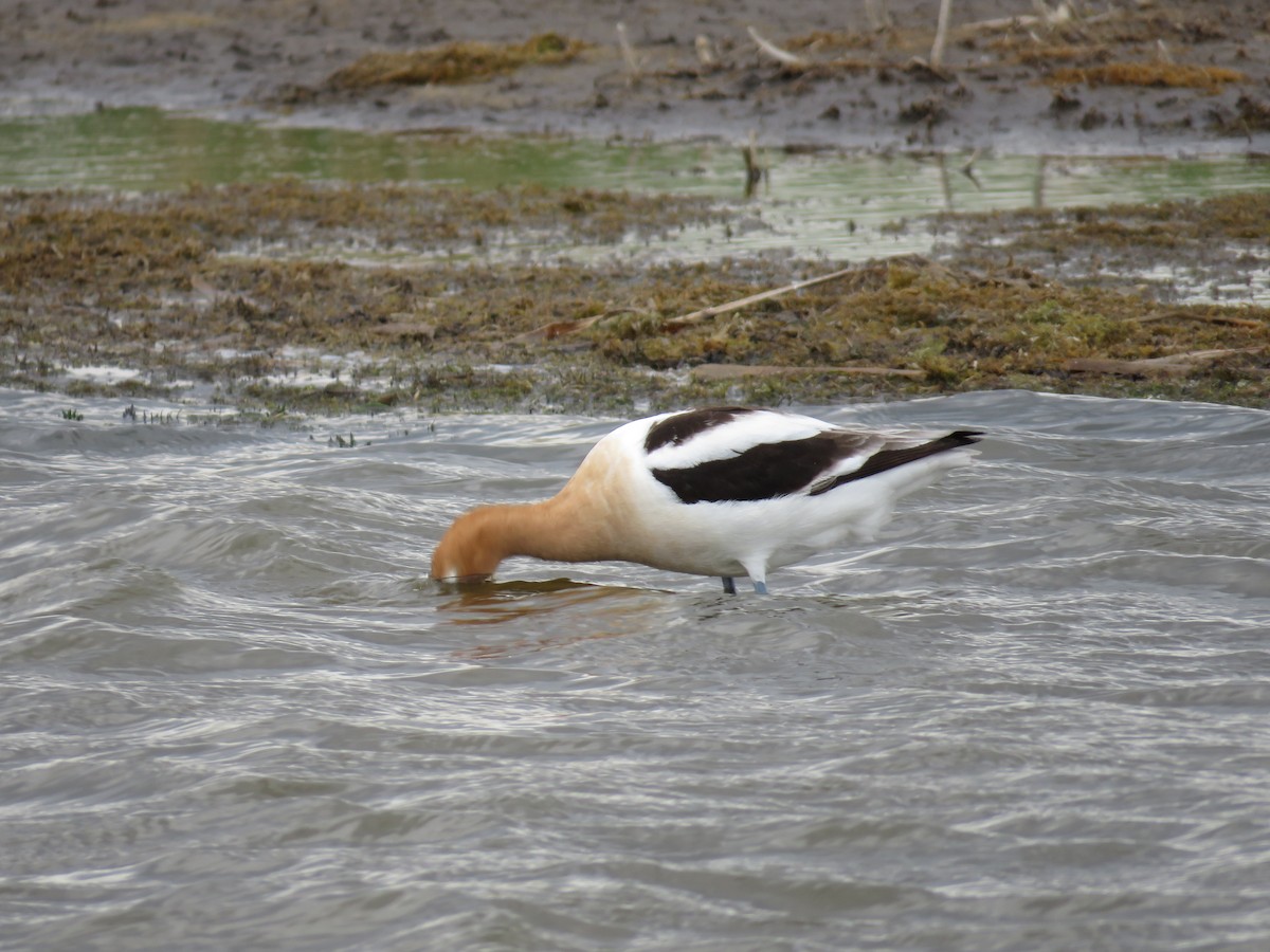 Avoceta Americana - ML29141661