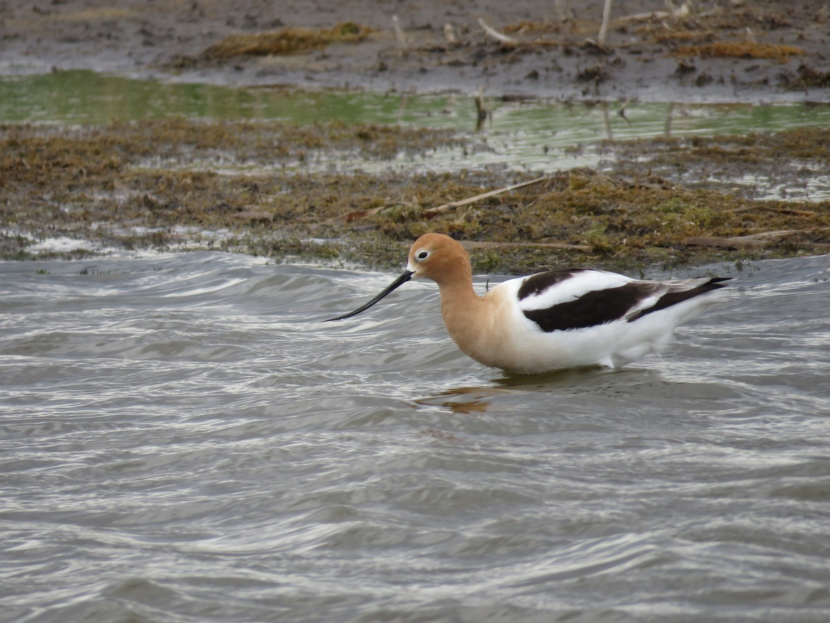 Avocette d'Amérique - ML29141691