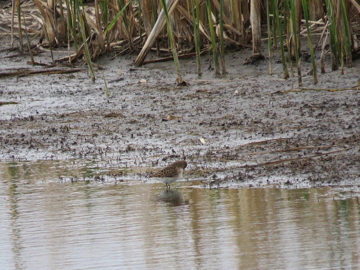 Least Sandpiper - ML29141701