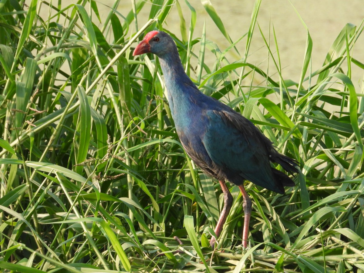 Gray-headed Swamphen - ML291417191