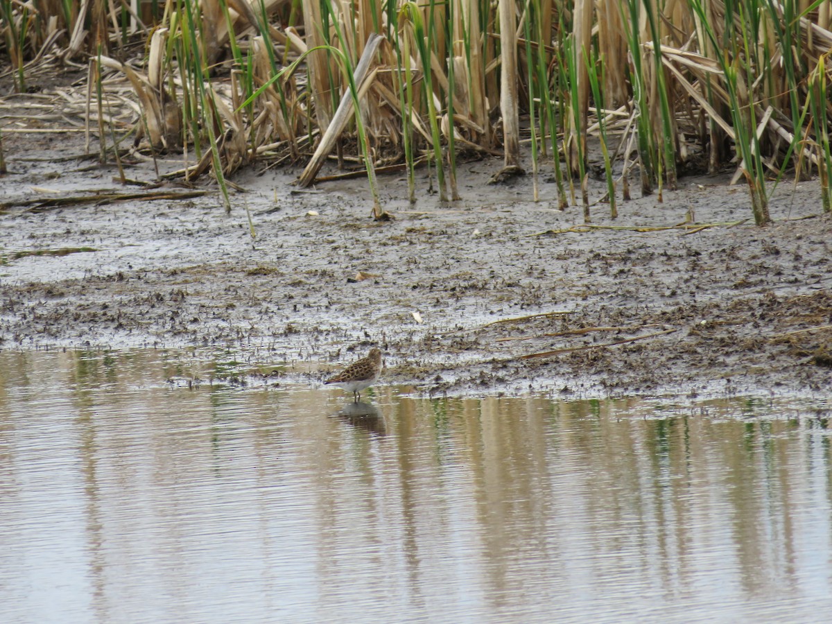 Least Sandpiper - ML29141721