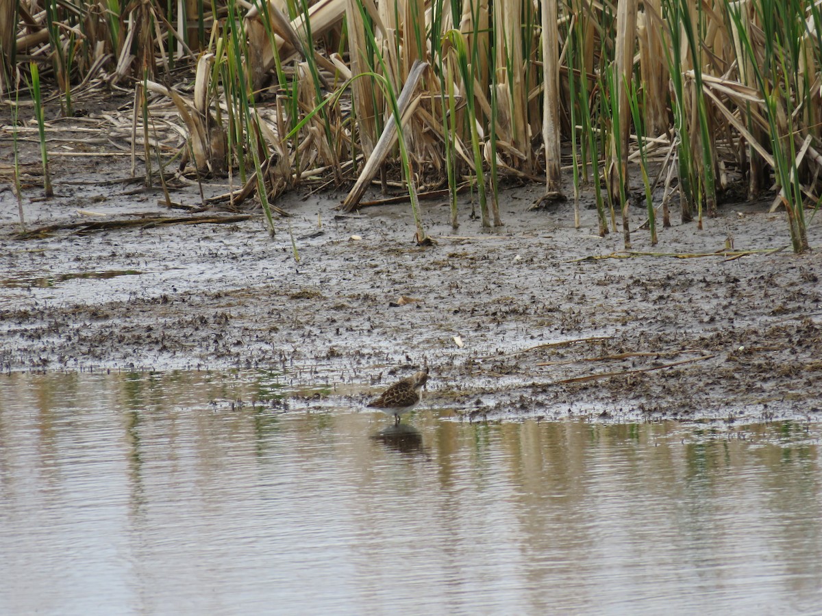 Least Sandpiper - ML29141731