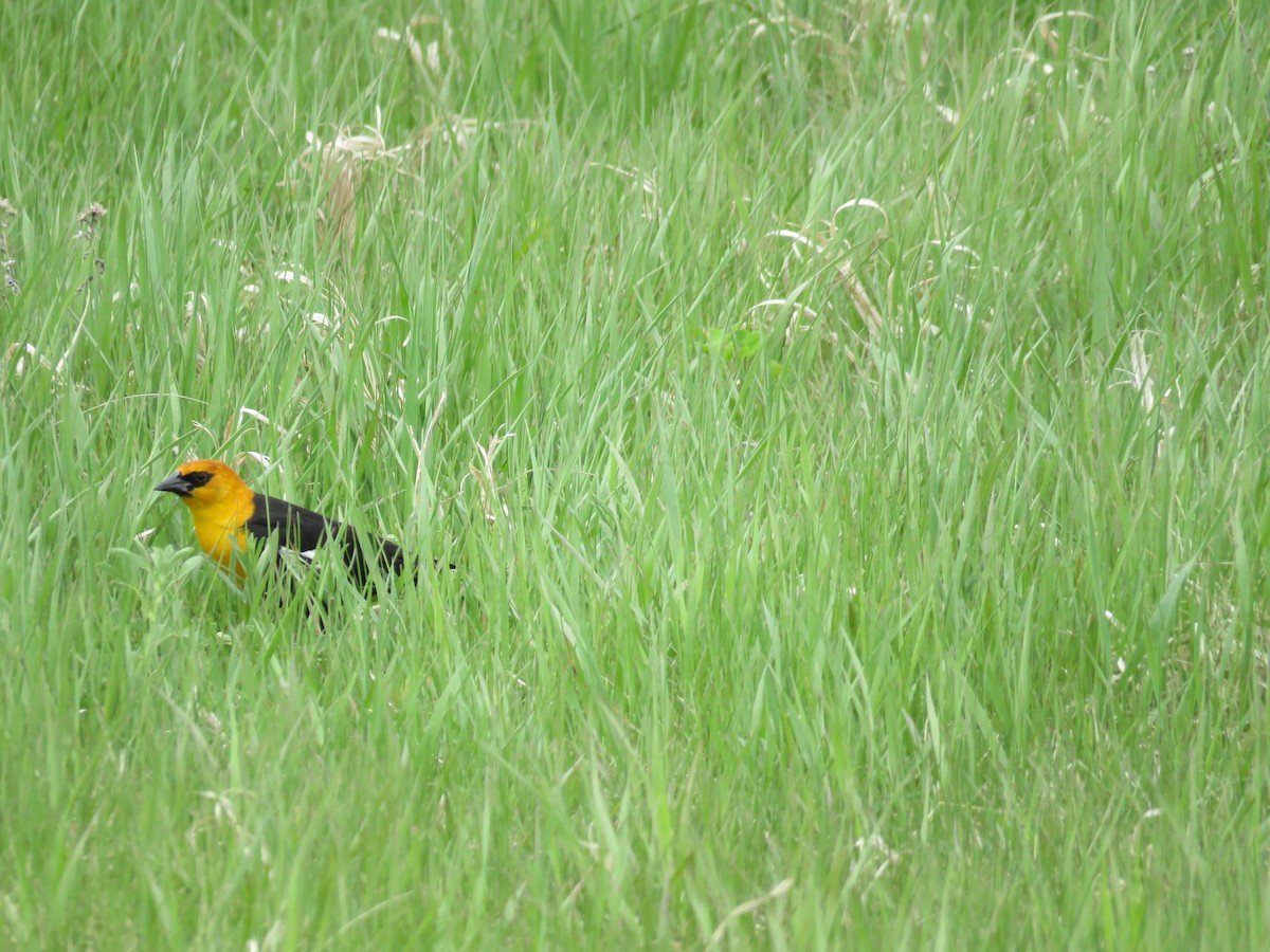 Yellow-headed Blackbird - Jason Hill