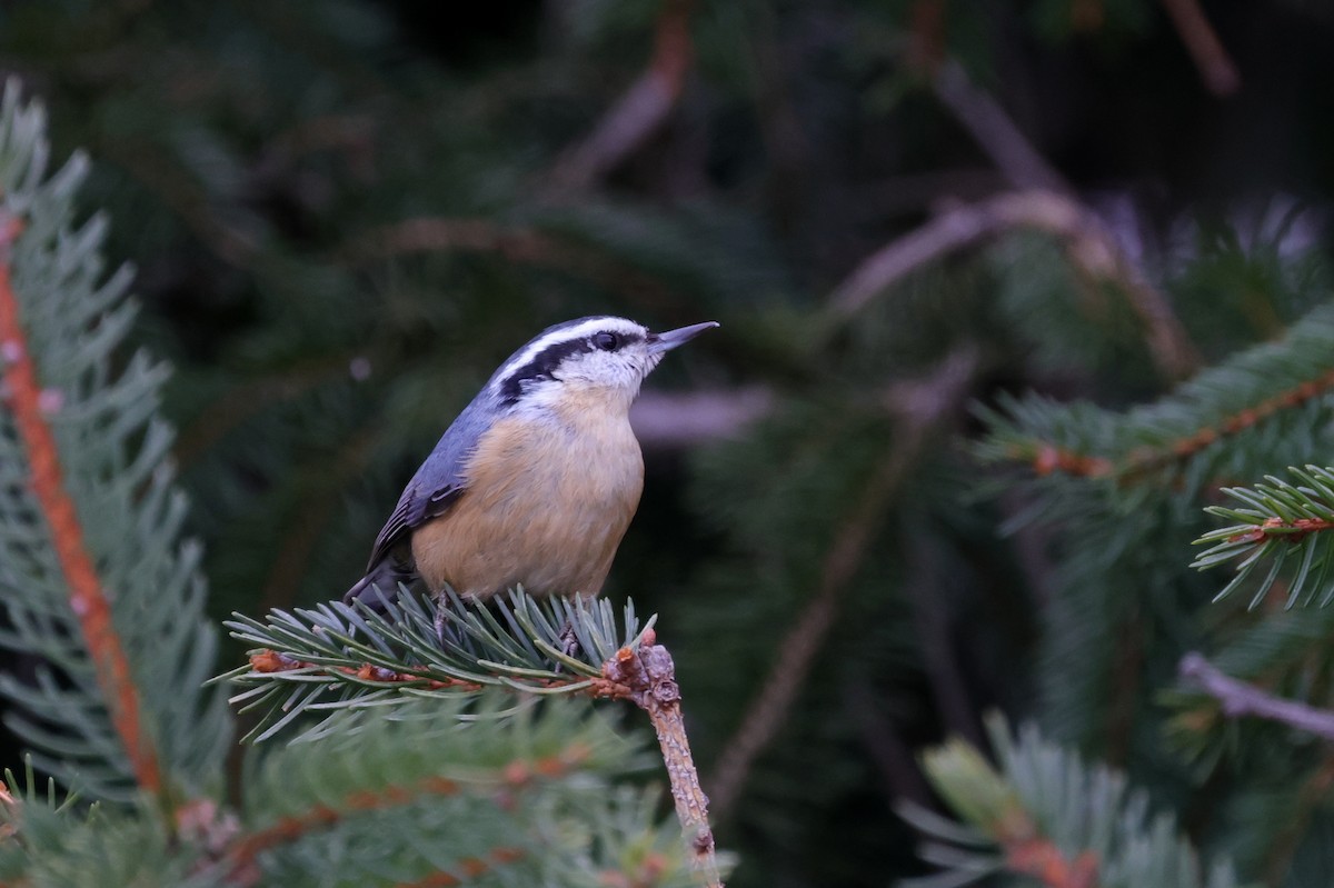 Red-breasted Nuthatch - ML291418101