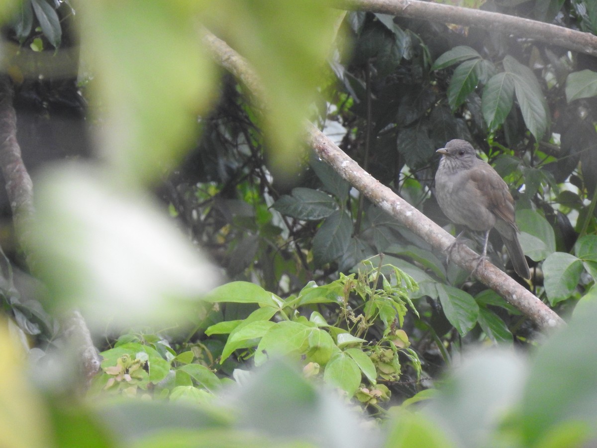 Pale-breasted Thrush - ML291419221