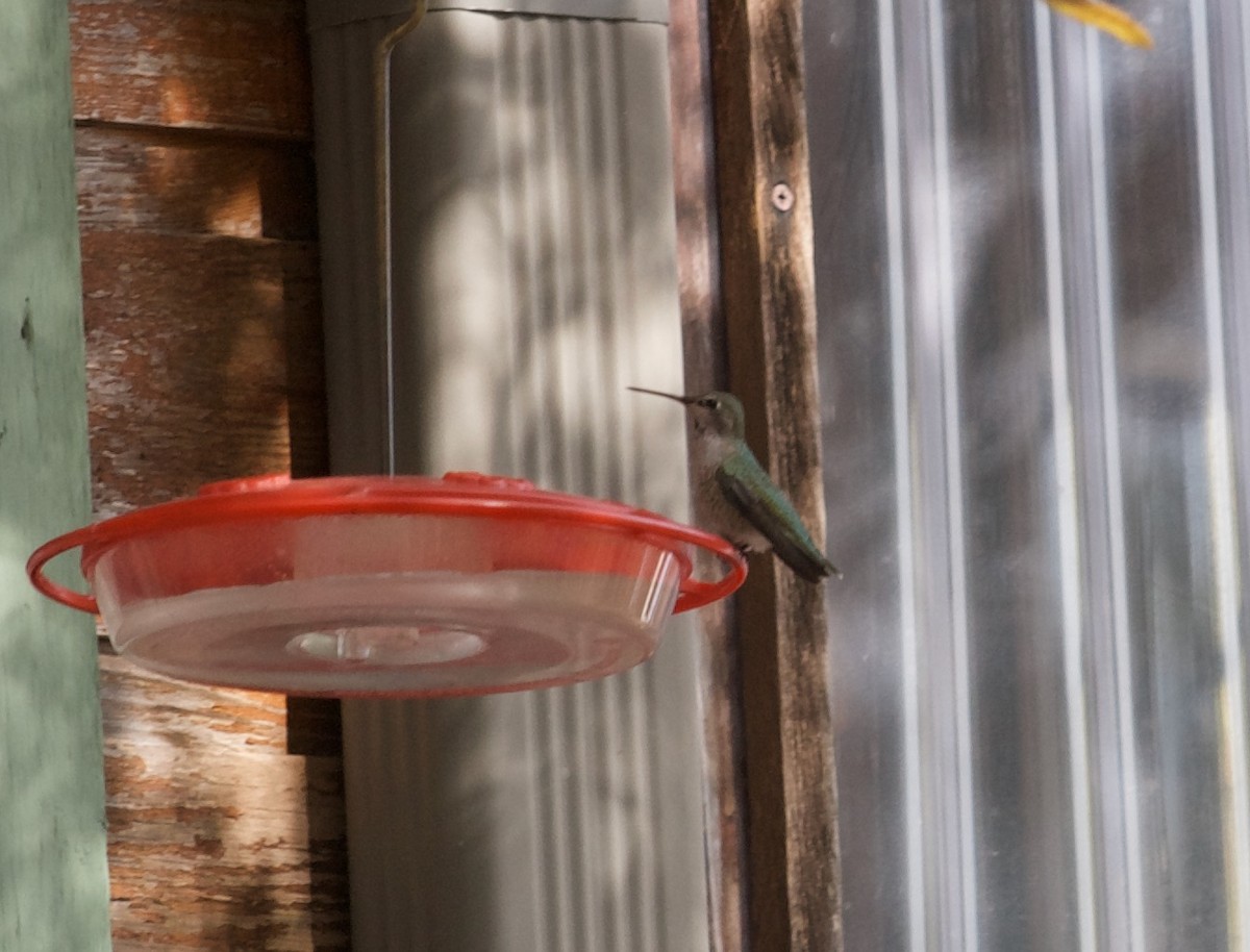 Anna's Hummingbird - ML291420581