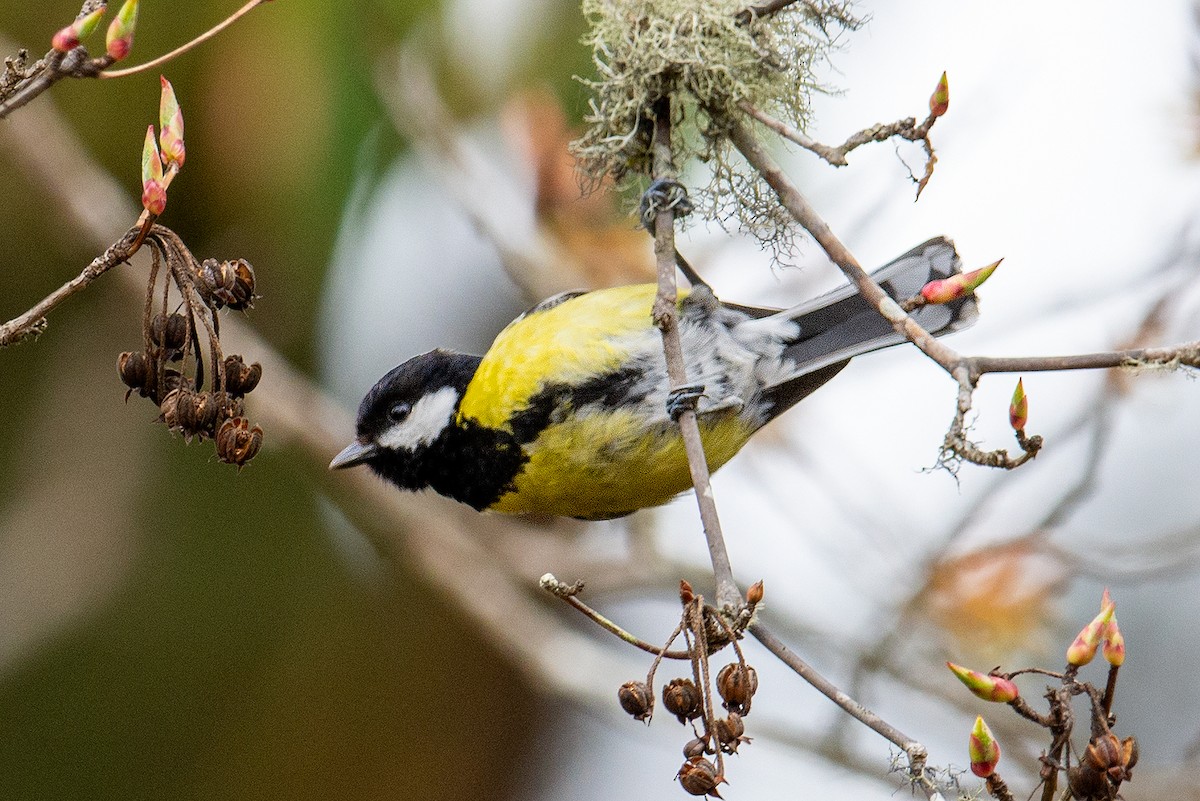 Green-backed Tit - ML291421121