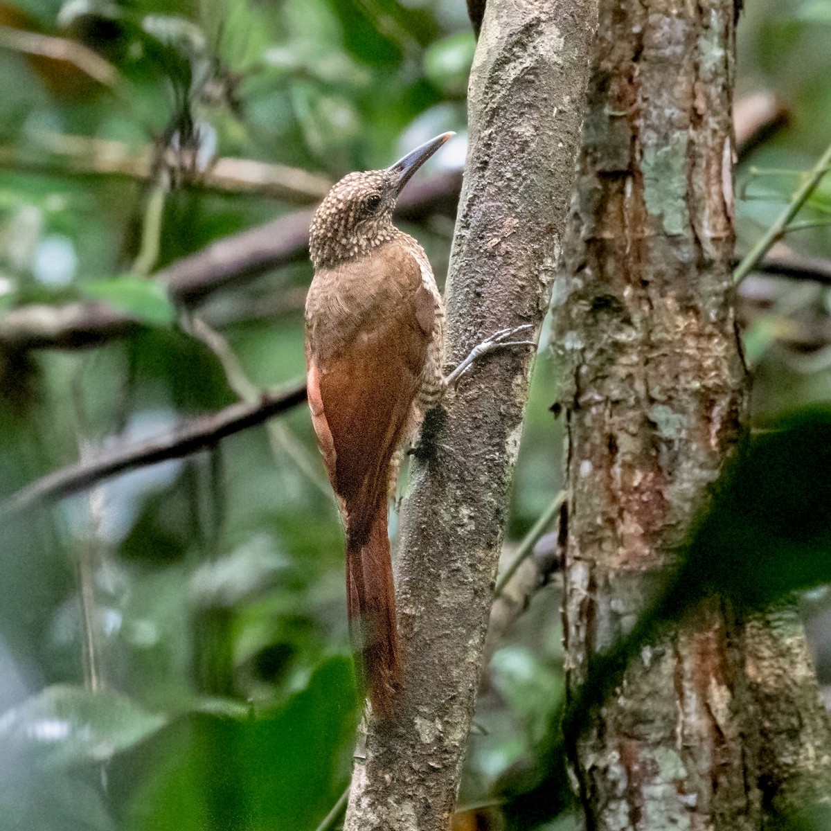 Black-banded Woodcreeper - ML291421281