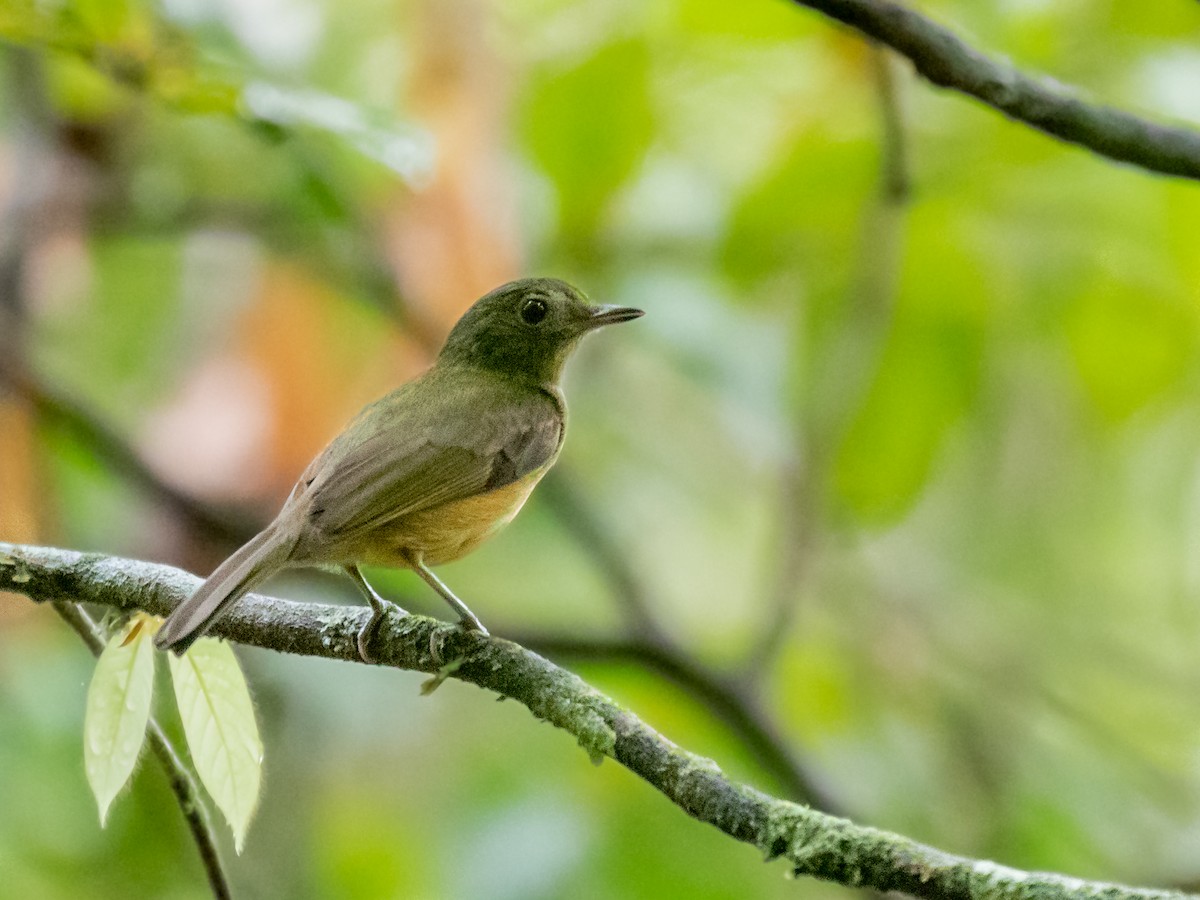 McConnell's Flycatcher - ML291421611