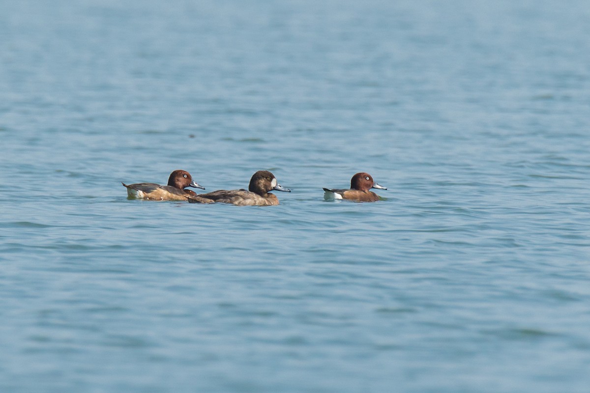 Greater Scaup - ML291424481