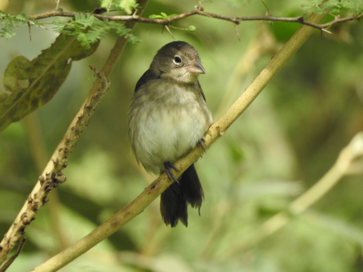 Pileated Finch - ML291424731