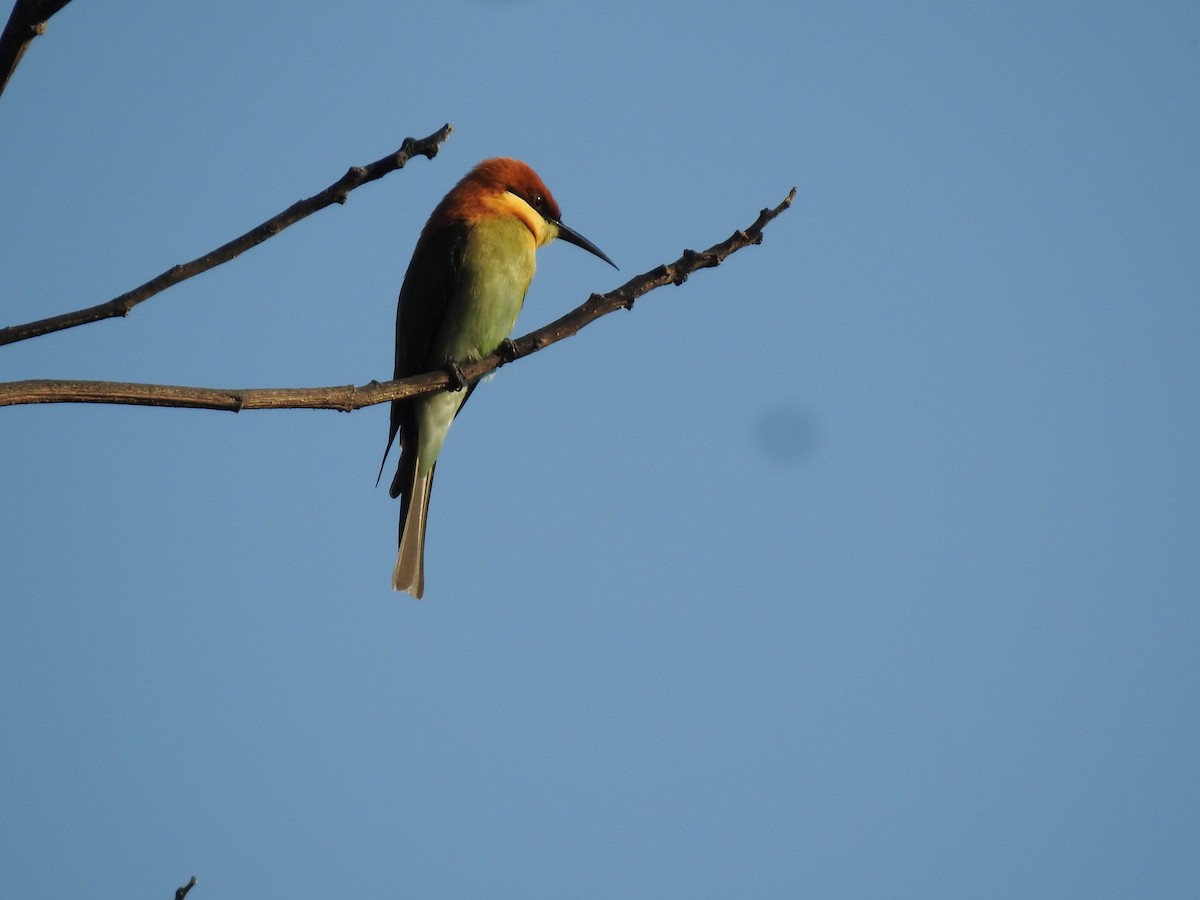 Chestnut-headed Bee-eater - Win Nwe