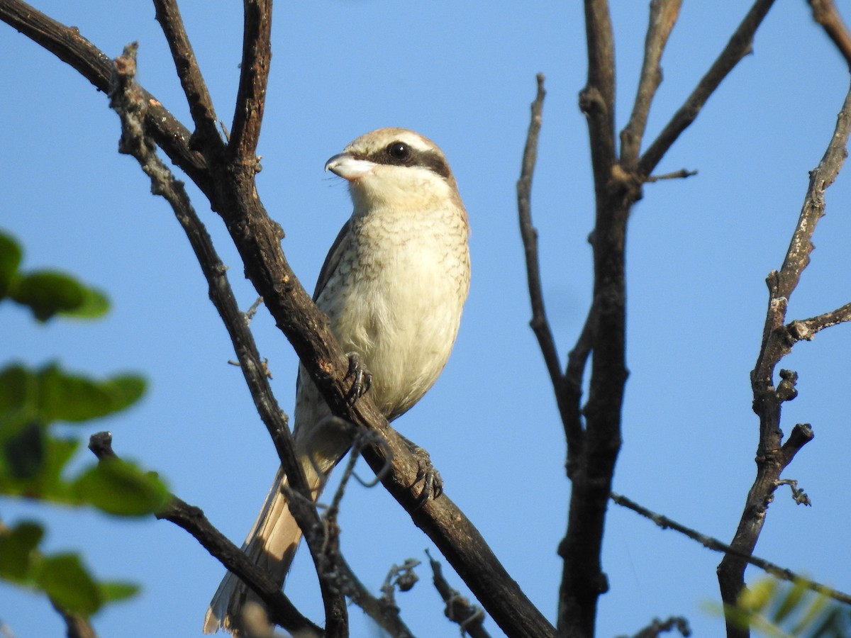 Brown Shrike - Win Nwe