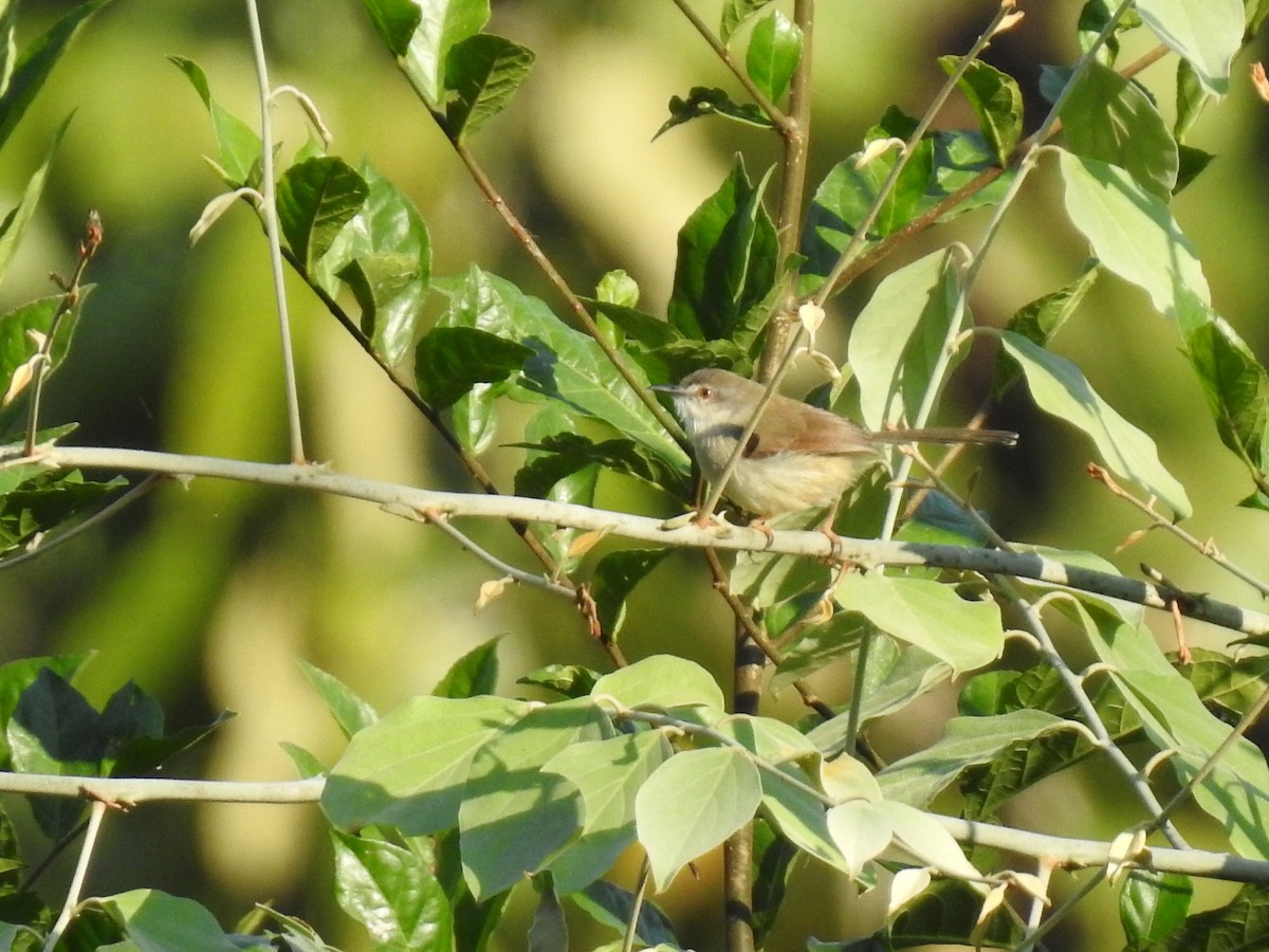 Gray-breasted Prinia - Win Nwe