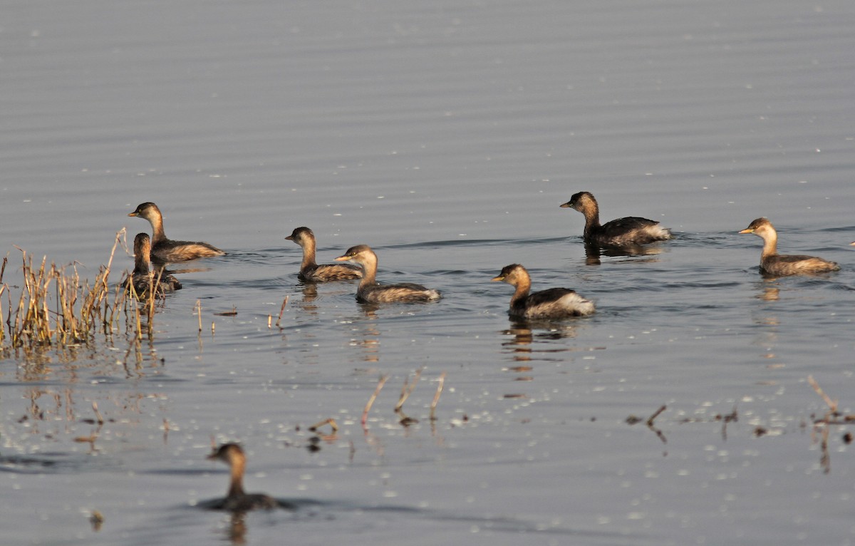 Little Grebe - ML291426481