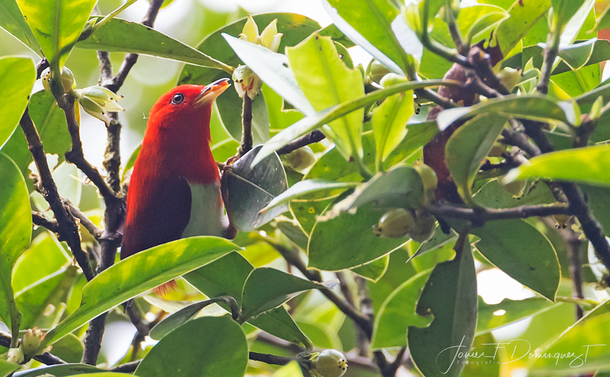 Scarlet-and-white Tanager - Javier Fernando Dominguez Trujillo