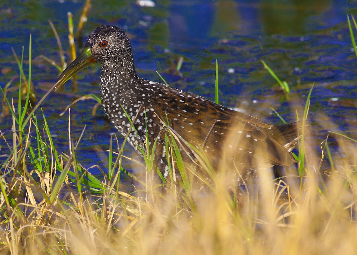 Spotted Rail - ML291427151
