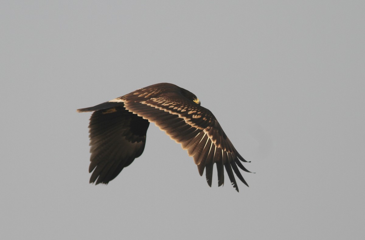 Águila Moteada - ML291428351