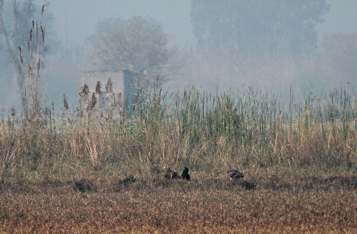 Greater Spotted Eagle - PANKAJ GUPTA