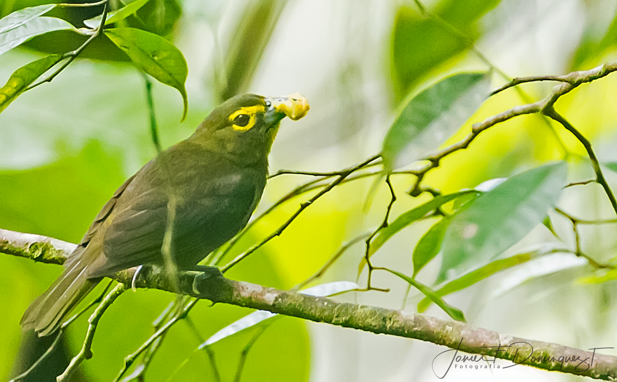 Lemon-spectacled Tanager - Javier Fernando Dominguez Trujillo