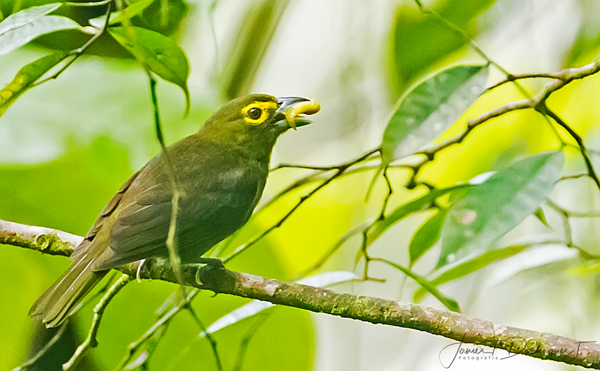 Lemon-spectacled Tanager - ML291428421