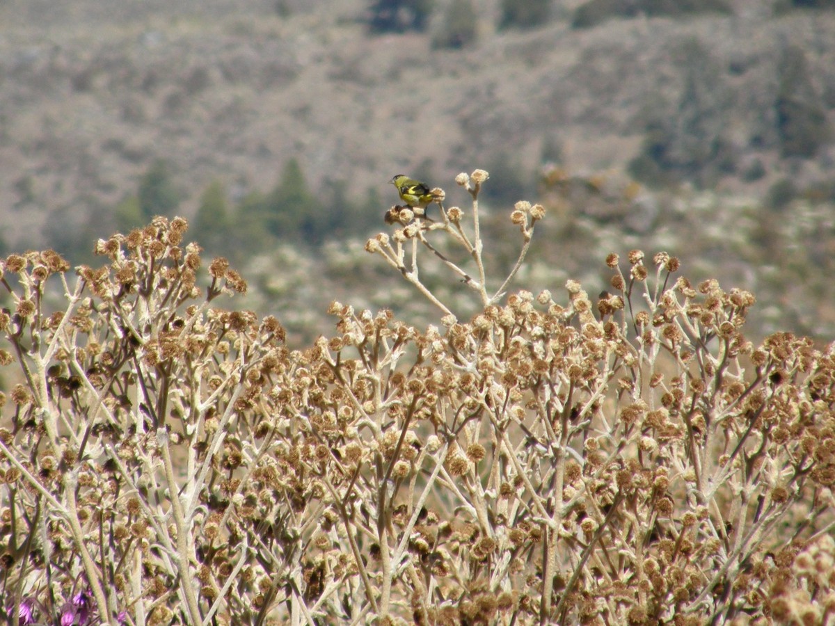 Andean Siskin - ML291429191