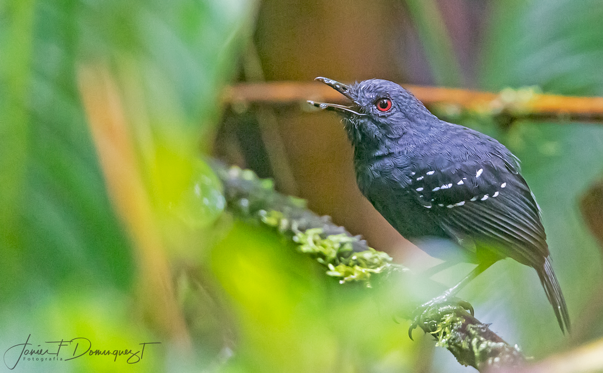 Chocóameisenvogel - ML291429691