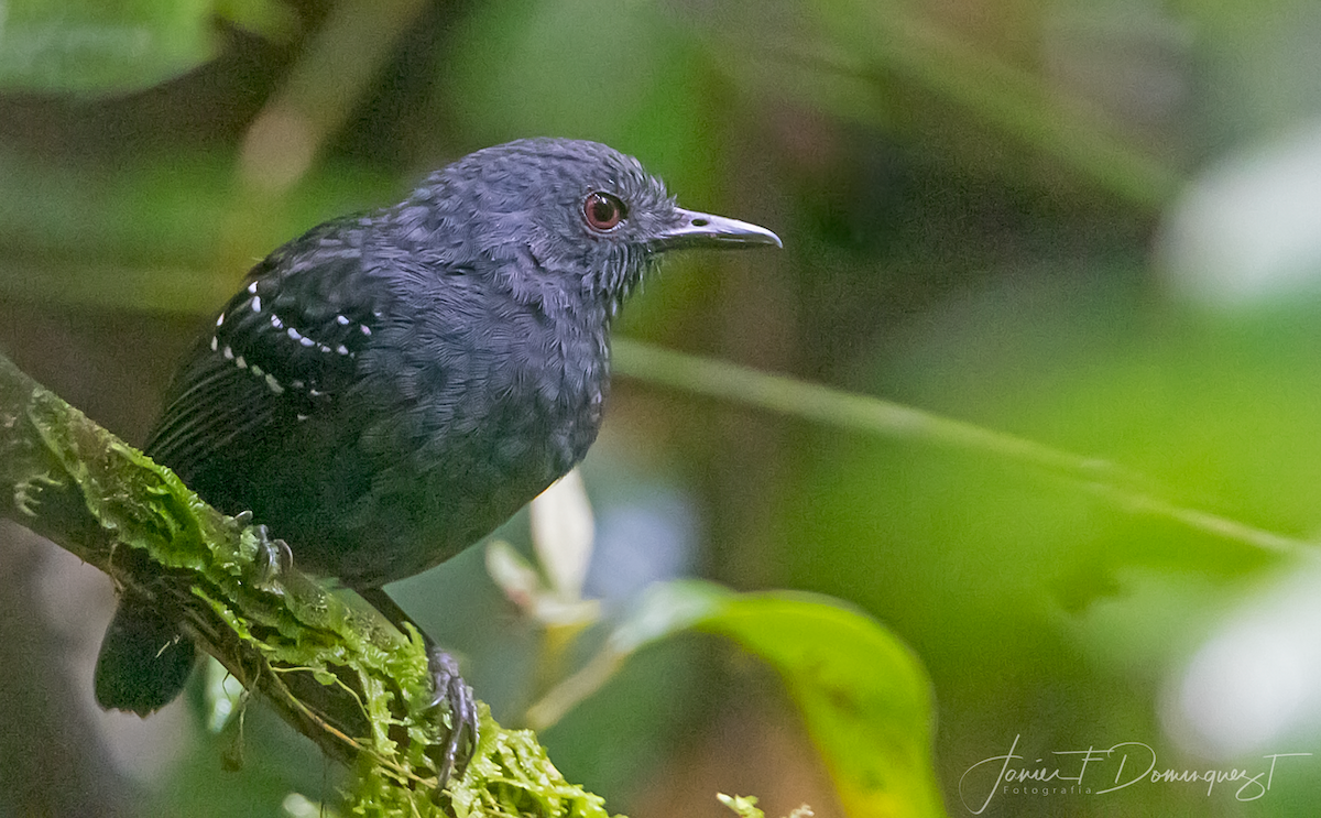 Chocóameisenvogel - ML291429701