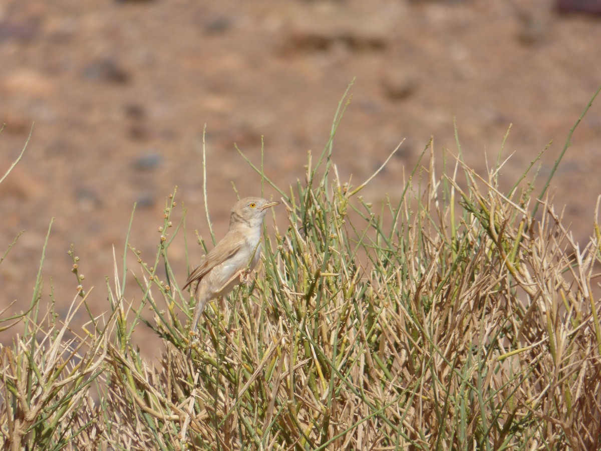 African Desert Warbler - ML291430231